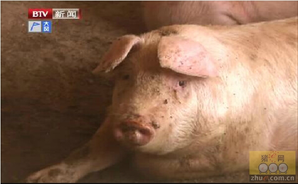 黑龙江：猪界的巨无霸 重达千斤