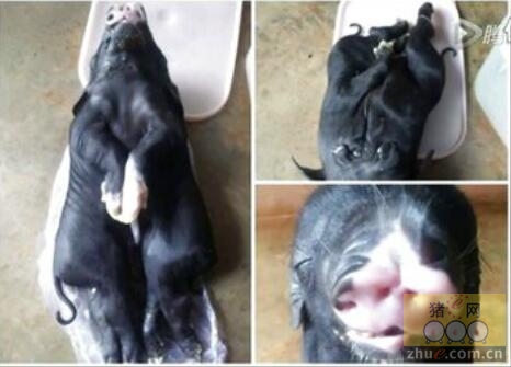 越南一母猪产下怪异小猪：一头二身 4个鼻孔