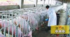 重庆：潼南区立足良种化规模化生态化发展现代生猪产业