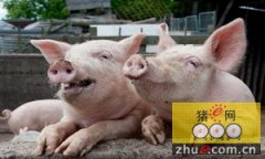 江苏徐州：出栏价达历史同期最高 生猪养殖户勿盲目补栏