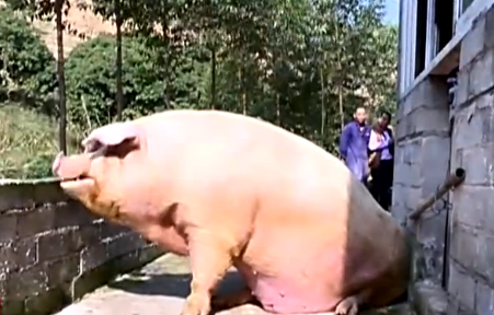 养猪养出千斤猪王 主人如获至宝