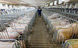 由于新增的猪场对员工的需求量大,招工的要途径便是通过提高