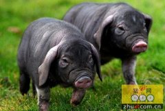 江苏昆山成立两产学研平台保护开发梅山猪遗传资源