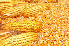 玉米临储创下天量收购 玉米要涨价