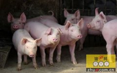 湖南省养猪协会有望投资成立省内最大种公猪站