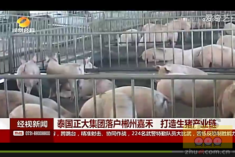 泰国正大集团落户郴州嘉禾 打造生猪产业链