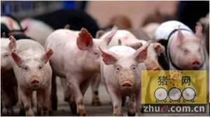 2010第二届中国生猪产业峰会将在绍兴举行