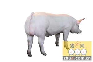 关于河北省第二届种猪拍卖会的邀请函