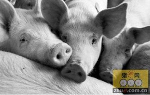 全球猪肉价格可能结束反弹