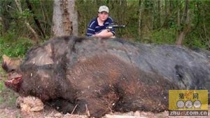 男孩射杀950斤野猪