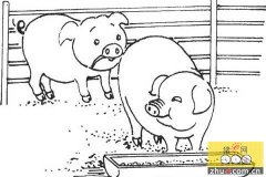 防止猪咬尾 猪玩具成流行 动物福利又提升一个高度