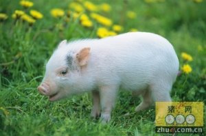 规模猪场急性猪肺疫的治疗方案