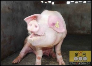 泰万菌素和金霉素可以改善猪的呼吸道疾病
