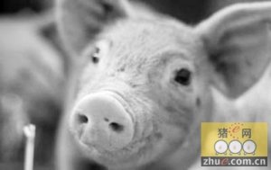 猪传染性萎缩性鼻炎的症状