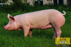 一个养猪倌打造的农村创业样板
