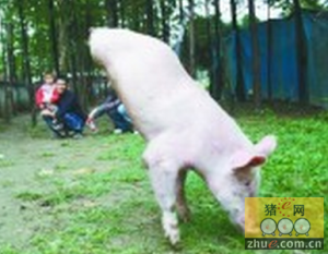农户家“猪坚强”吸引不少游客