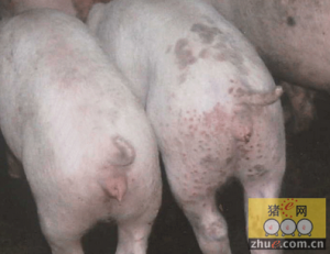 猪圆环病毒2型感染导致的猪病诊断与防治