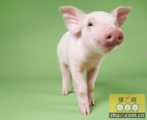 中新食品区百万生猪深加工项目签约