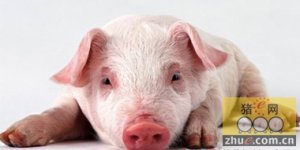大型规模化猪场伪狂犬病的控制和净化