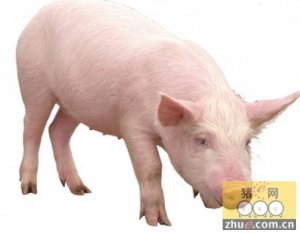 猪流感需综合防制　对症治疗