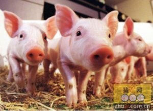 近期猪价高位盘整 养殖户完全有能力与屠宰场斡旋