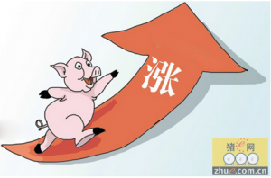猪肉价格持续上涨 部分龙头公司表态不一