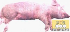 猪瘟综合性防治措施