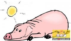 闫之春：欧美养猪业托管服务演化进程及对中国的启示
