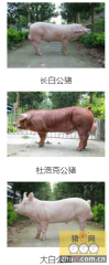 丰泽农牧邀您参加2015首届国际种猪料营养论坛