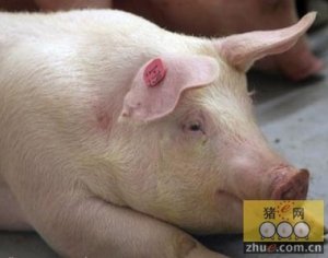 秋季猪高热病的预防措施