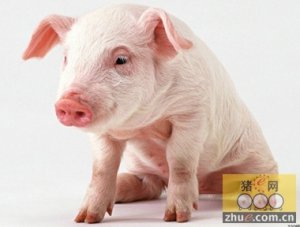 福利这么好，当猪也幸福啊!