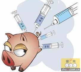 当前猪免疫接种风险及应对措施