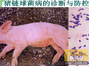 猪链球菌病的综合防制方案