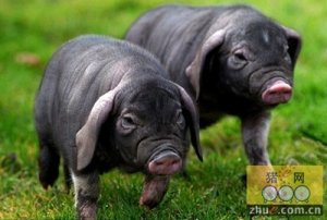 中国培育出高瘦肉率梅山猪新种群