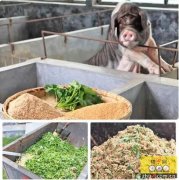 致力打造中国高端肉类第一品牌――记流沙河花猪生态牧业股份有限