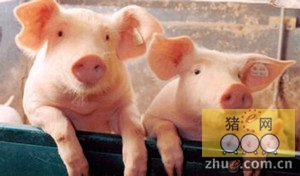 中国猪肉市场仍然是北美和欧盟市场生猪价格前景的通配符