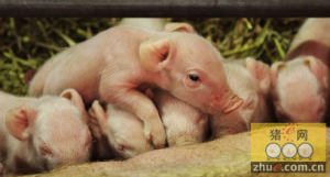 如何避免仔猪早期生理性脱水？