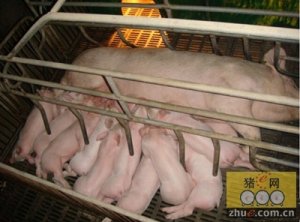 母猪产仔数和仔猪成活率十分重要