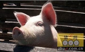 海大集团：未来将加大对生猪养殖投资