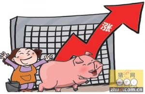 猪价企稳向上 春节猪价季节性上涨即将开