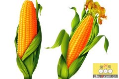 华北玉米成为市场走势“风向标”