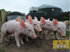 多方原因致法国养猪业