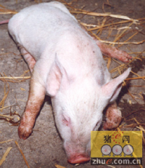 伪狂犬病毒变异对猪群致病力的影响