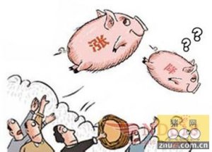 消费旺季到，12月猪价上涨无悬念？