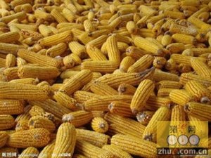 中国玉米产业何去何从