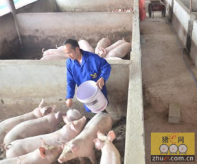 冯迪青：从赊猪到投资百万养猪