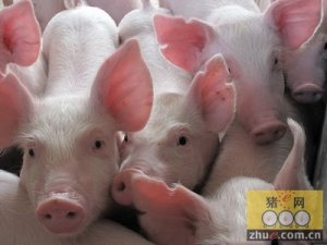 农科院研究员：我国能够改变生猪商用品种依赖国外的局面