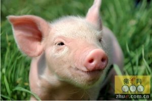 猪价涨迹明显 猪市“春天”是否已来临？