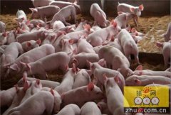 嘉善：将生猪养殖业转型发展进行到底