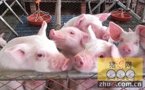 防治猪繁殖和呼吸障碍综合征措施
